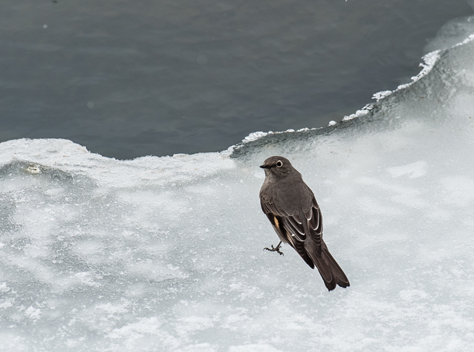 Image of Townsend's Solitaire