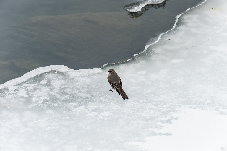 Image of Townsend's Solitaire