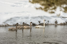 Image of Trumpeter Swan