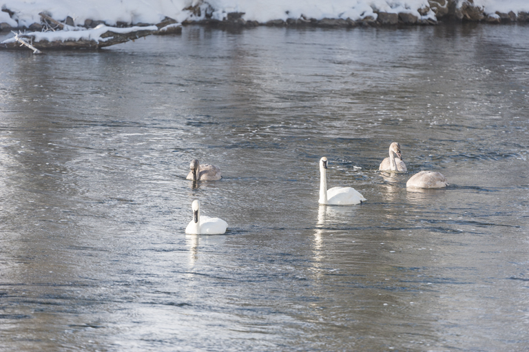 Image of Trumpeter Swan