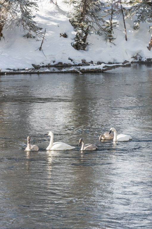 Image of Trumpeter Swan