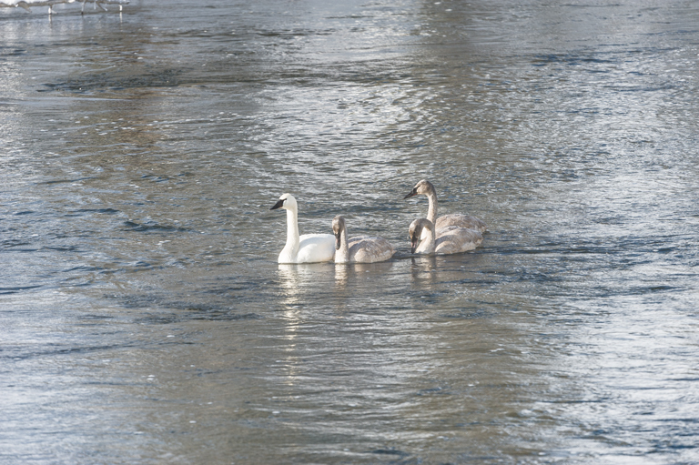 Image of Trumpeter Swan