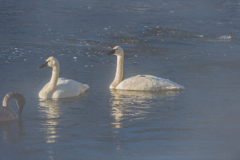 Image of Trumpeter Swan