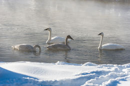 Image of Trumpeter Swan