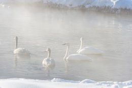 Image of Trumpeter Swan