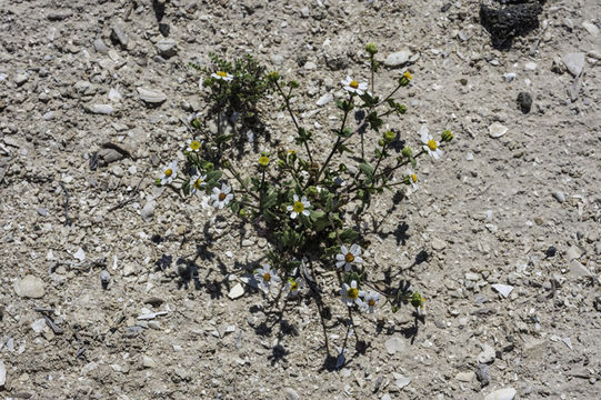 Sivun Amauria rotundifolia Benth. kuva