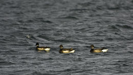 Image of Brant Goose