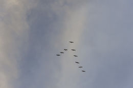 Image of Brown Pelican