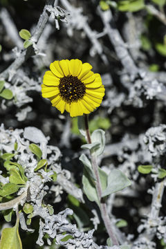 Sivun Encelia californica Nutt. kuva