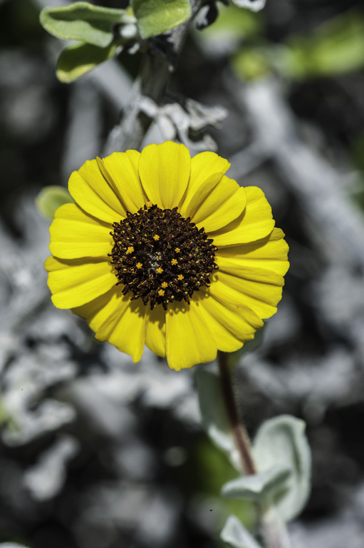 Sivun Encelia californica Nutt. kuva