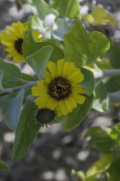 Sivun Encelia californica Nutt. kuva