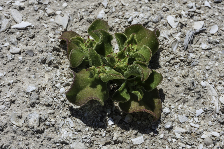 Image of common iceplant