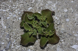 Image of common iceplant