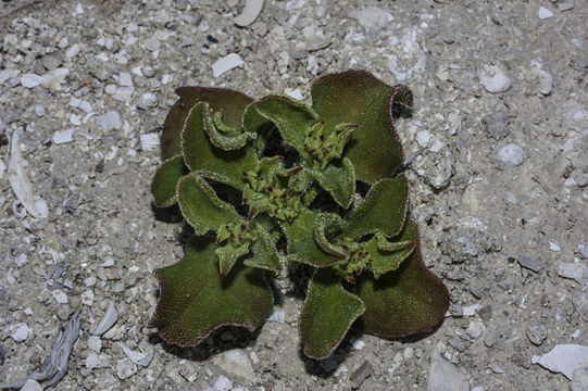 Image of common iceplant