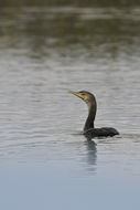 Imagem de Phalacrocorax auritus albociliatus Ridgway 1884