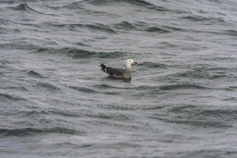 Larus heermanni Cassin 1852 resmi