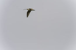 Image of Long-billed Curlew