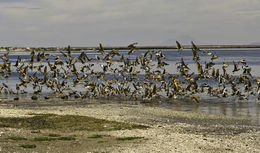 Image of Marbled Godwit