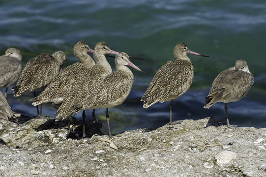 Image of Marbled Godwit