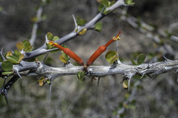 Imagem de Fouquieria diguetii (van Tiegh.) I. M. Johnston