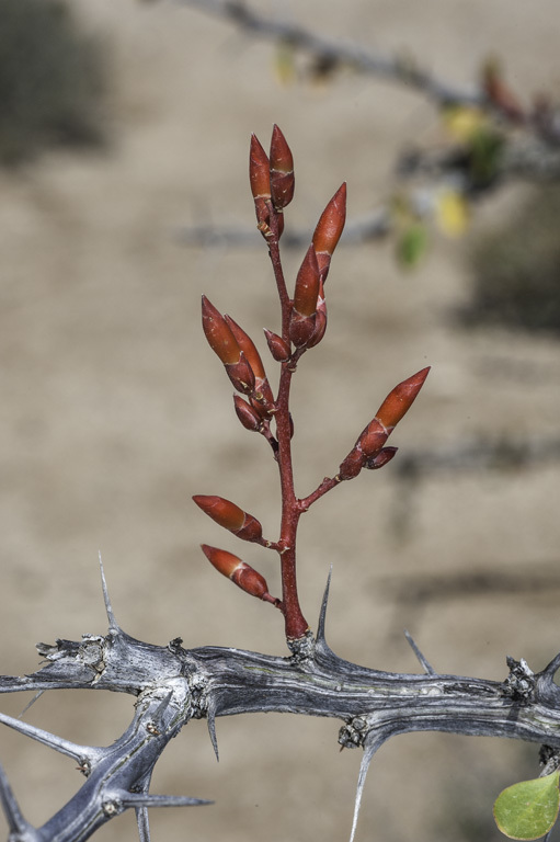 Image of Adam's tree