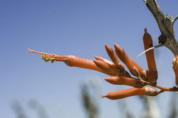 Imagem de Fouquieria diguetii (van Tiegh.) I. M. Johnston