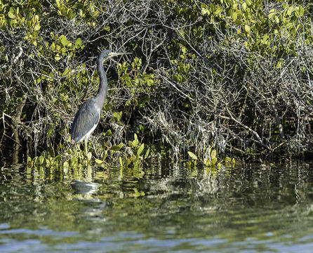 Image of Tricolored Heron