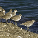 Image of Willet