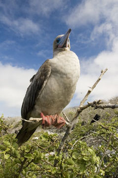 Image of Red-footed Booby