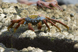 Image of Sally lightfoot crab