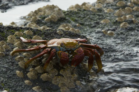 Image of Sally lightfoot crab