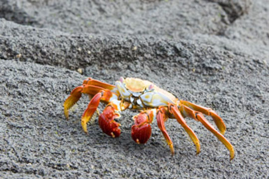 Image of Sally lightfoot crab