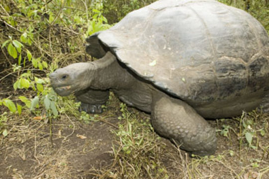 Image of Galapagos giant tortoise