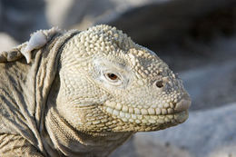 Image of Santa Fe Land Iguana