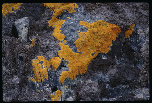 Image of elegant orange wall lichen