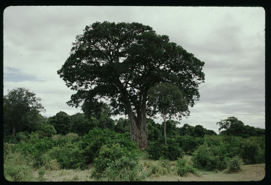 Image of Burke's fig