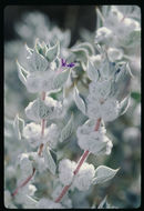 Image of woolly sage
