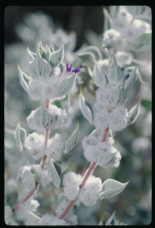 Image de Salvia funerea M. E. Jones