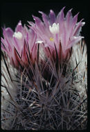 Image of Pincushion Cactus