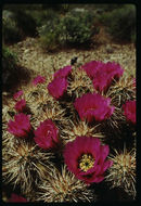 Image of Engelmann's hedgehog cactus