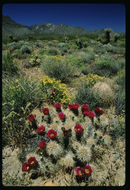 Image of Engelmann's hedgehog cactus