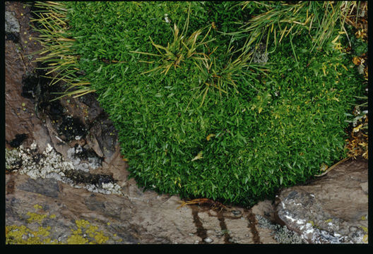 Image of Antarctic hair grass