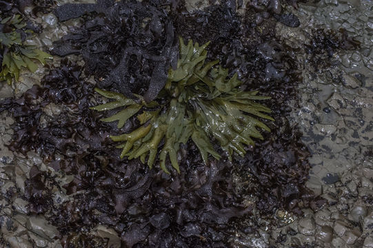 Image of Fucus distichus