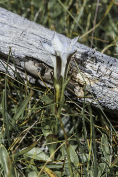 Image of alpine gentian