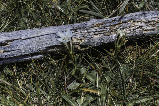 Image of alpine gentian