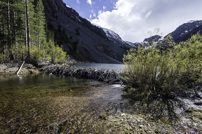 Image of American Beaver