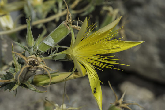 Image of giant blazing star