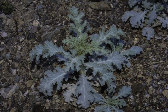 Image of flatbud pricklypoppy