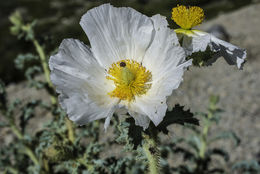 Image of flatbud pricklypoppy