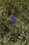 Image of Sierra fringed gentian